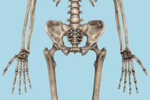 Human Skeleton Human Skeleton-5